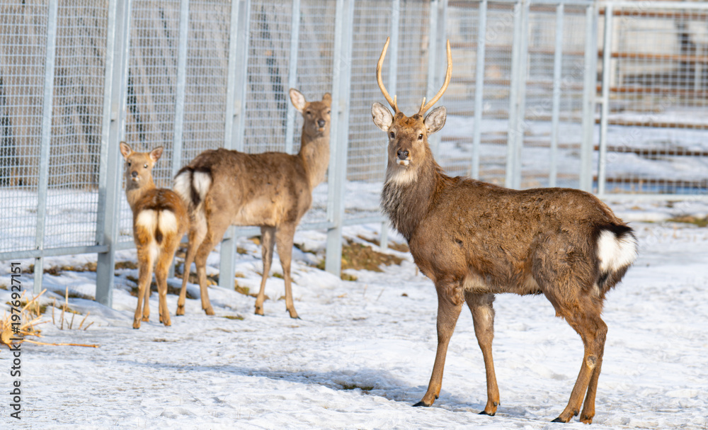 Naklejka premium Photo of deer at the zoo