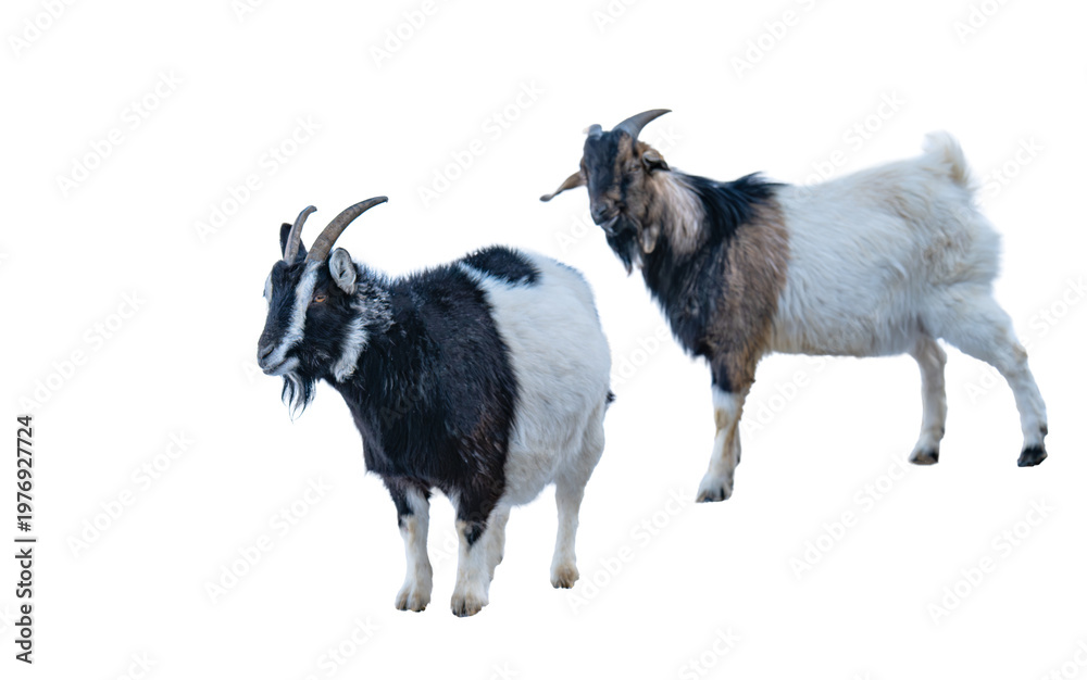 Fototapeta premium A photo of a goat isolated