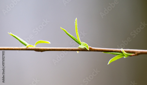 photo of a blossoming willow in spring