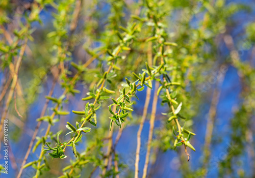 photo of a blossoming willow in spring