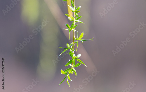 photo of a blossoming willow in spring