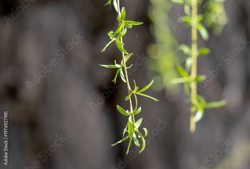 photo of a blossoming willow in spring