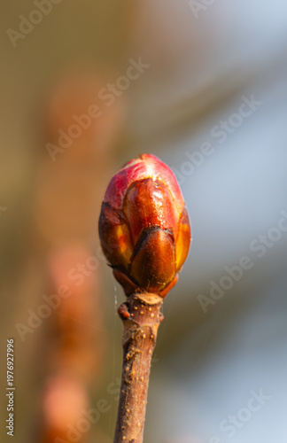 A close-up photo of a chestnut bud