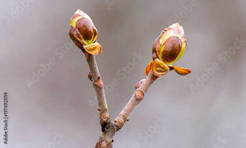 A close-up photo of a chestnut bud
