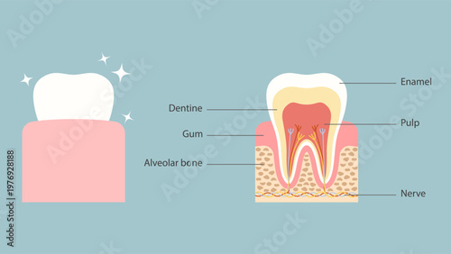 Detailed medical illustration of tooth anatomy comparing external appearance and internal physiological components