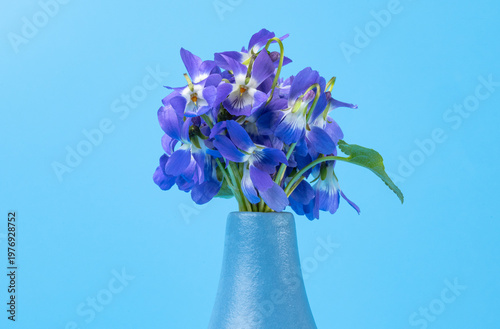 wild violet flowers in a vase