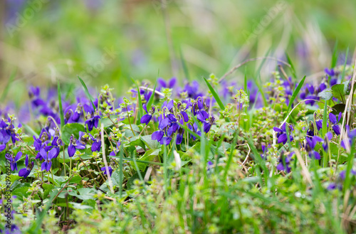  morning scene featuring a meadow filled with wildflowers and violets