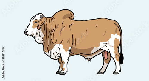 Vibrant Vector Illustration of a Powerful Brahman Bull, Standing in Profile with its Distinctive Hump and Muscular Physique on a Plain Background