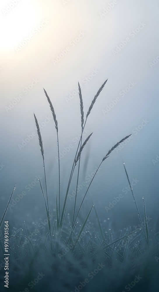 Obraz premium Dew-covered grass shimmering in the early morning mist with a soft sun glow creating a serene and peaceful natural landscape water drops peaceful environment tranquil vertical close-up delicate