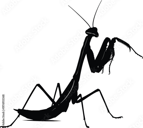 A closeup of a green praying mantis predator with long antennae and distinct eyes isolated on a white background in a macro nature wildlife shot