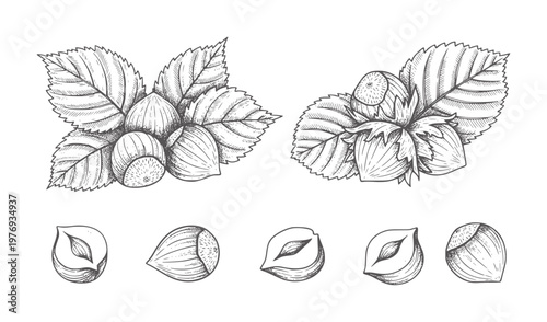 Hand drawn hazelnuts with leaves and individual nuts food vintage