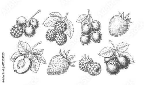 Hand drawn of assorted berries and fruits white berry strawberry raspberry cherry