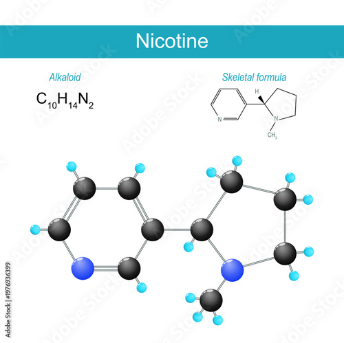 Nicotine molecule. Molecular chemical structural formula and model of Alkaloid in tobacco.