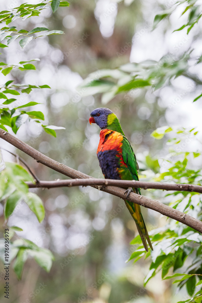 Obraz premium Portrait of a beautifully vibrant, multi-coloured Rainbow Lorikeet (Trichoglossus moluccanus) perched on a branch surrounded by lush green foliage. Photographed on a bright sunny day.