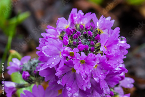 Schilderij op canvas Fresh rain awakening purple primula