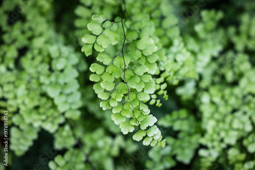 Close-up of a beautifully delicate maidenhair fern (Adiantum) with wiry dark stems and lacy vibrant green foliage.