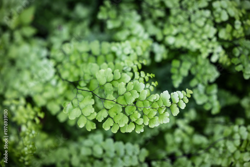 Billede på lærred Close-up of a beautifully delicate maidenhair fern (Adiantum) with wiry dark stems and lacy vibrant green foliage