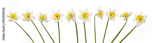 Set of daffodils flowers isolated on white background. White spring flowers objects for design, advertising, postcards. Narcissus cut flowers bouquet