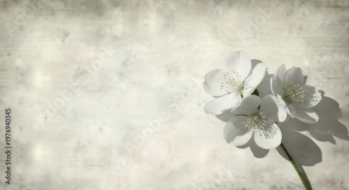Close-up of white blossoms on a textured, vintage paper background