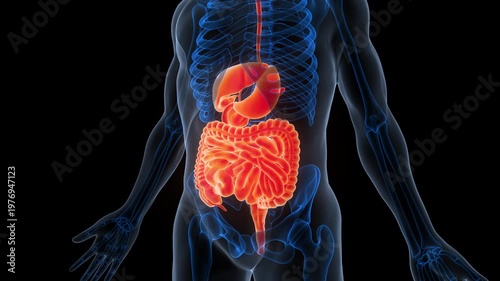 Human Digestive System Anatomy Animation Concept