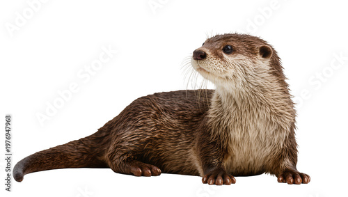 Brown River Otter Resting on Side with Furry Coat