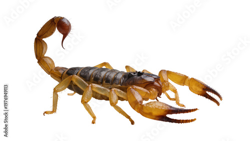 Fotografie Dark gray and yellow Desert Scorpion with curved tail and pincers