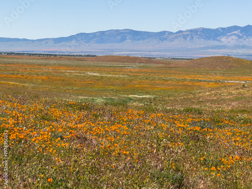 Obraz na płótnie A breathtaking bloom of California golden poppies blankets the Antelope Valley in Southern California, with mountains rising majestically in the distance under a clear blue sky