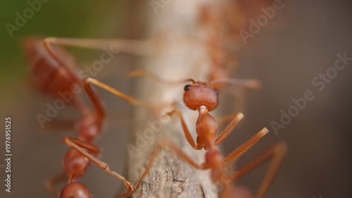 ants on a leaf