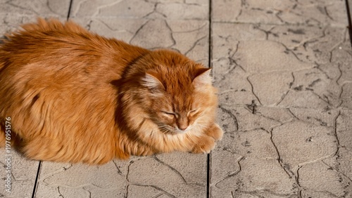 A fluffy ginger cat lying on a patterned stone pavement in the bright sunlight.