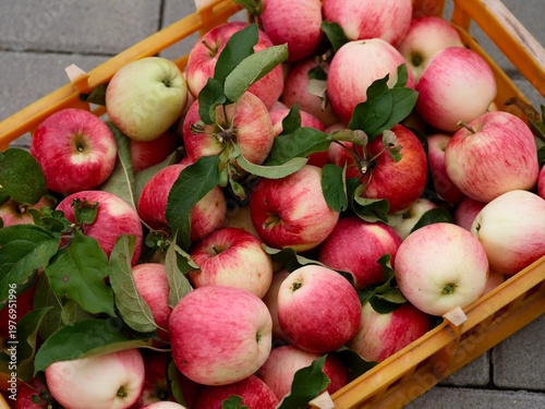 Freshly harvested red organic apples in plastic crate