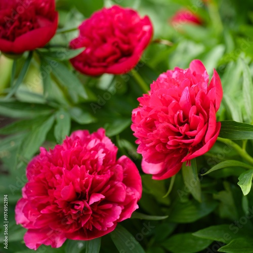 Close-up of crimson peony bush flowering in the garden