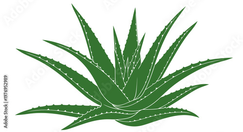 Green aloe vera plant illustration isolated on white background