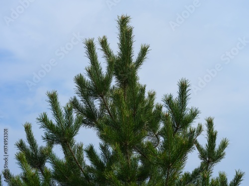 The top branches of a lush green pine tree against a blue sky.