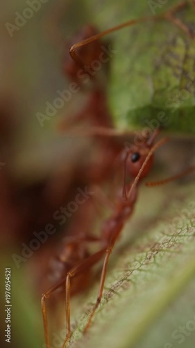 ant on a leaf