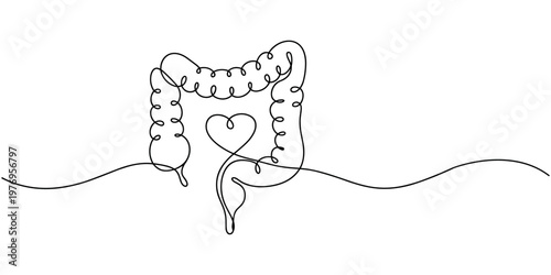 Continuous line of human colon with heart shape inside large intestine digestive system human anatomy