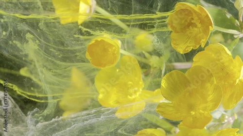 Closeup yellow buttercup petals in film under sunlit shimmer, translucent silklike strands wrap blossoms with delicate droplets, tactile texture