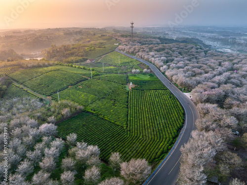 Foto Aerial view of winding road surrounded by tea plantations and cherry blossom gro