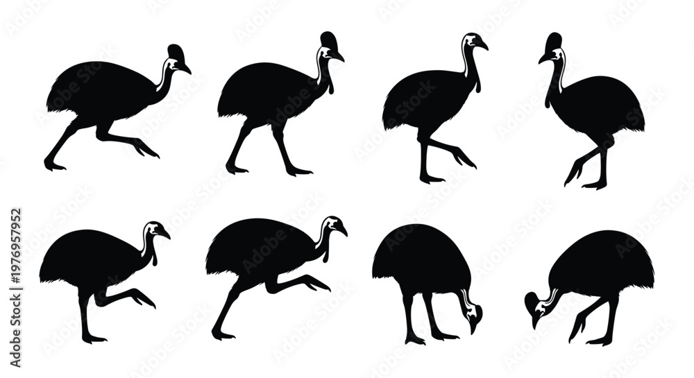 Fototapeta premium Black Cassowary Flightless Bird Silhouette Set Vector Illustration Collection Isolated on White Background