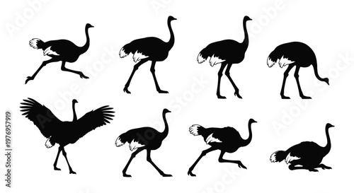 Black Ostrich Flightless Bird Silhouette Set Vector Illustration Collection Isolated on White Background