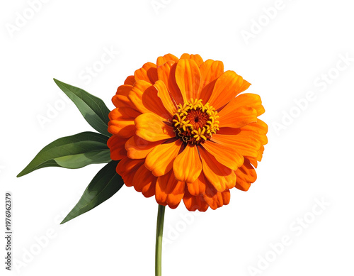 Vibrant orange daisy-like flower with green leaves on white
