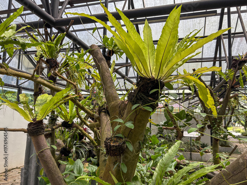 Canvas Print Birds Nest Fern Asplenium Nidus Growing as Epiphyte on Tree Trunk in Greenhouse