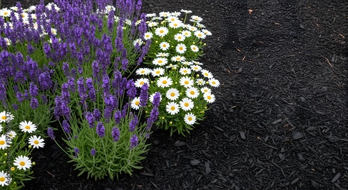 Vibrant purple lavender and white daisy-like flowers blooming in dark garden mulch, creating a beautiful contrast.