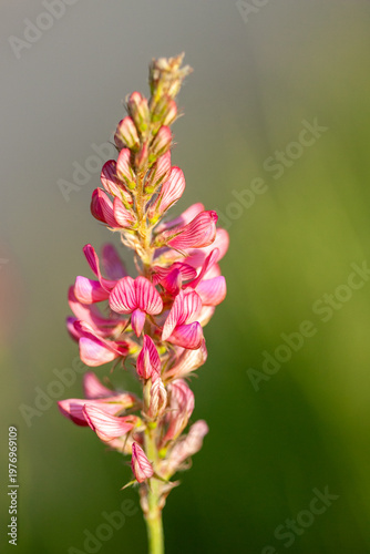 Sainfoin (Onobrychis sativa) in bloom.