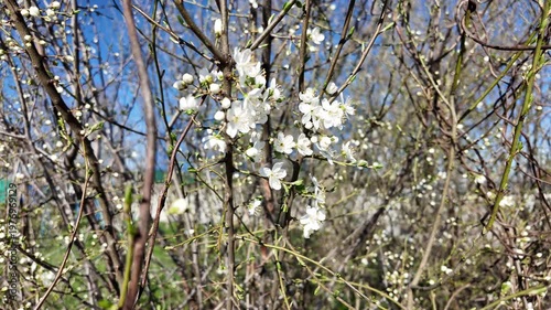 In spring, in a sun-drenched field in the countryside under a clear blue sky, a tree is covered with flowers.