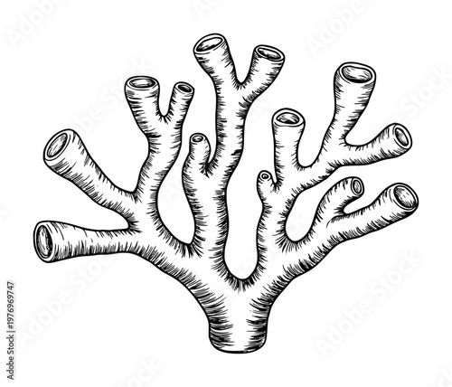 Black and white of a branching coral skeleton white background, monochrome