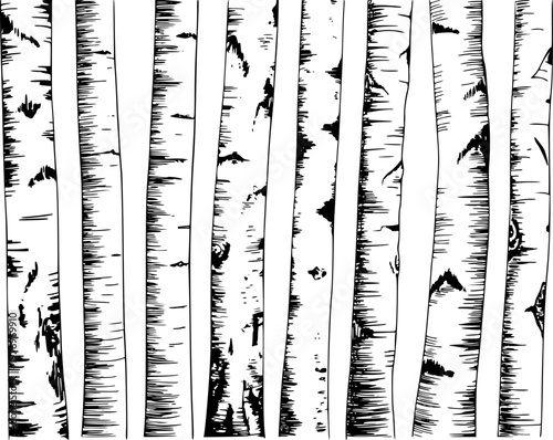 Black and white of birch tree trunks with textured bark white background