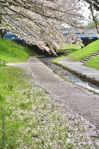 日本の神奈川県横浜市の江川せせらぎ緑道の桜とチューリップ