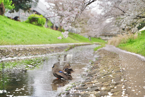 日本の神奈川県横浜市の江川せせらぎ緑道の桜とチューリップ