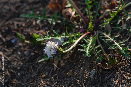 하얀민들레-작년 뜰에는 없던 하얀민들레-약용으로 쓰인다