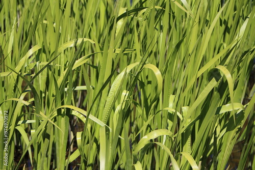 Canvas Print Acorus calamus (sweet flag) growing in a pond